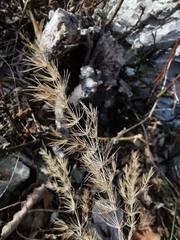 Asparagus tenuifolius