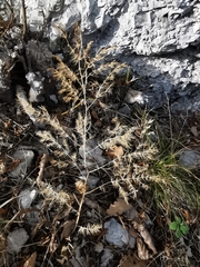 Asparagus tenuifolius