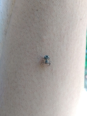 Bucranium taurifrons