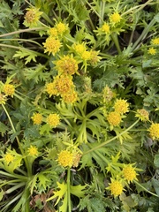 Lomatium foeniculaceum fimbriatum
