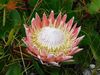King Protea - Photo no rights reserved, uploaded by Klaus Wehrlin
