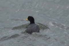 Fulica armillata