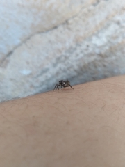 Bucranium taurifrons