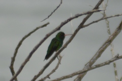 Chlorostilbon lucidus