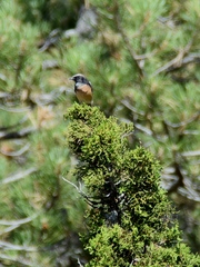 Oenanthe cypriaca