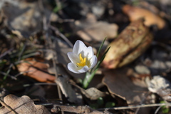 Crocus danfordiae