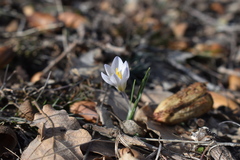Crocus danfordiae