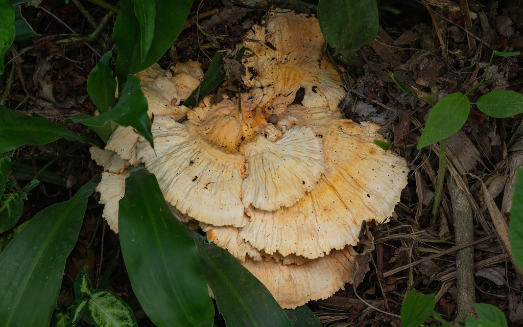 Laetiporus gilbertsonii · February 2022 · photo: © deniszabin (iNaturalist, cc-by)