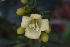 Macrocarpaea macrophylla