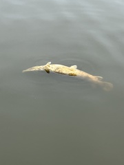 Lepisosteidae