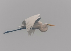 Ardea alba