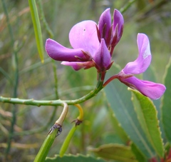 Indigofera filifolia