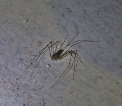 Scytodes longipes