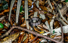 Metlapilcoatlus olmec