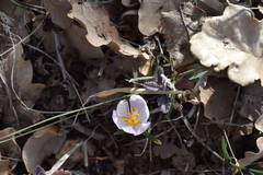 Colchicum triphyllum