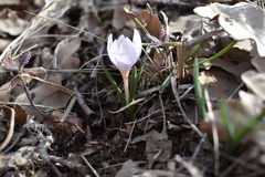 Colchicum triphyllum