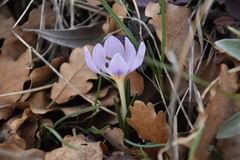 Colchicum triphyllum