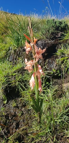 Image of Gladiolus oppositiflorus by (c) Suvarna Parbhoo Mohan, some rights reserved (CC BY-SA)