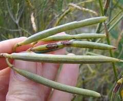 Indigofera filifolia