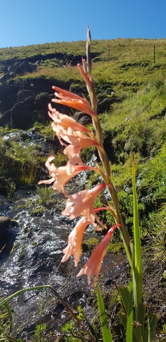 Image of Gladiolus oppositiflorus by (c) Suvarna Parbhoo Mohan, some rights reserved (CC BY-SA)