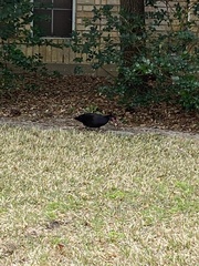 Cairina moschata domestica