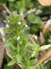 Veronica arvensis