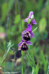 Ophrys calypsus