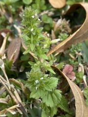 Veronica arvensis