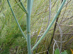 Indigofera filifolia