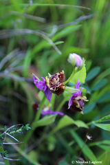 Ophrys calypsus