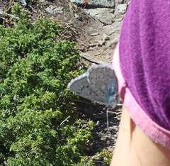 Polyommatus corydonius