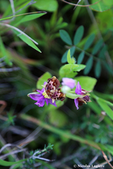 Ophrys calypsus