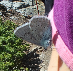 Polyommatus corydonius