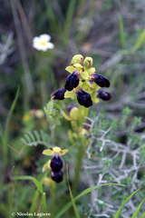 Ophrys fusca iricolor