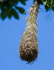 Psarocolius decumanus