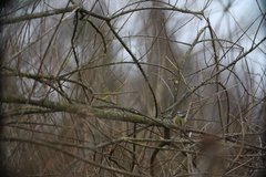 Cyanistes caeruleus