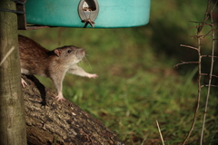 Rattus norvegicus