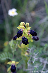 Ophrys fusca iricolor