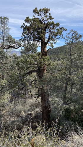 Paiute cypress (Hesperocyparis nevadensis)