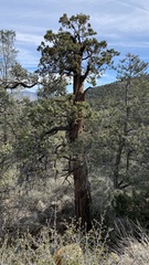 Cupressus nevadensis