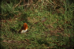 Erithacus rubecula