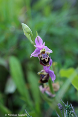 Ophrys calypsus