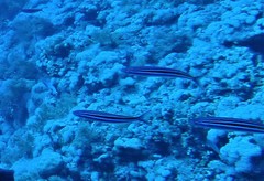 Caesio striata