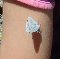 Polyommatus corydonius