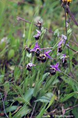 Ophrys calypsus