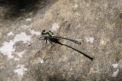 Octogomphus specularis