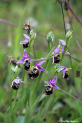 Ophrys calypsus