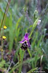 Ophrys calypsus