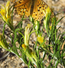 Ericameria parryi aspera