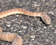 Masticophis flagellum piceus